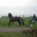 paard van fam Haarsma